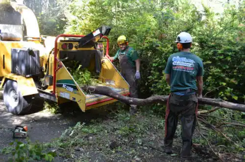 tree services St. Anne